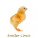 Broiler Civciv