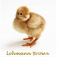 Lohmann Brown Civciv