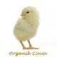 Organik Civciv