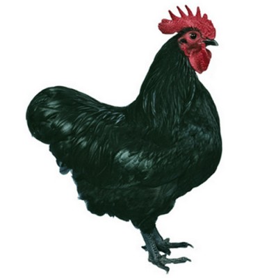 Australorp&hellip;