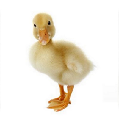 Pekin ördek&hellip;