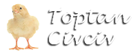 Toptan Civciv Çiftliği